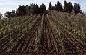 Italy 99 Chianti Vineyard 1